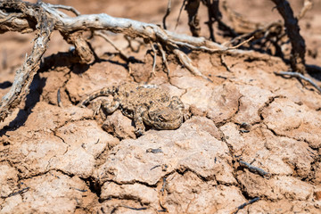 Close portrait of Phrynocephalus helioscopus agama in nature