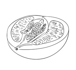 Vector illustration, isolated half of pomelo fruit in black and white colors, outline hand painted drawing