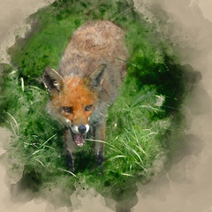 Digital watercolor painting of Stunning image of red fox vulpes vulpes in lush Summer countryside landscape