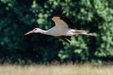 Low flying stork over a field