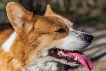 portrait of a dog