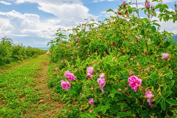 Bulgarian rose valley near Kazanlak. Rose Damascena fields for rose oil production.