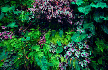 Green leaves background