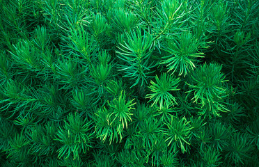 conifer tree closeup