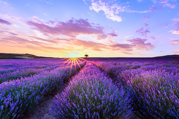 Obraz na płótnie Canvas Lavender purple field with beautiful sunset and lines