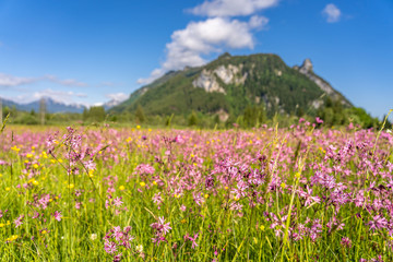 ettaler weidmoos in ammergauer alps, germany
