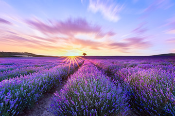 Plakat Lavender purple field with beautiful sunset and lines