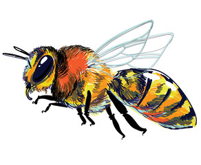 Bee flies, colorful drawing. Stylish insect sketch.