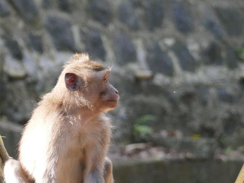 Monkey photographs in a sanctuary in Bali