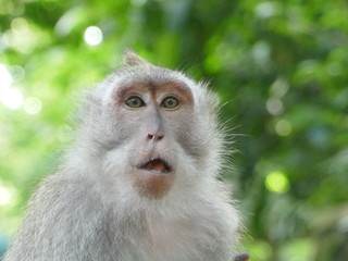 Monkey photographs in a sanctuary in Bali