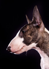 Dog breed mini bull terrier portrait on a black background in profile