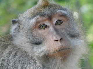 Monkey photographs in a sanctuary in Bali