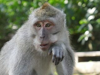 Naklejka na ściany i meble Monkey photographs in a sanctuary in Bali