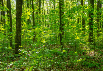 Obraz premium Forest trees. nature green wood sunlight backgrounds