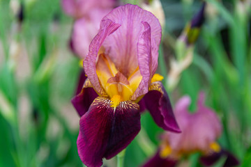 Iris flower blooms on a background of flowers. Close-up, texture.
