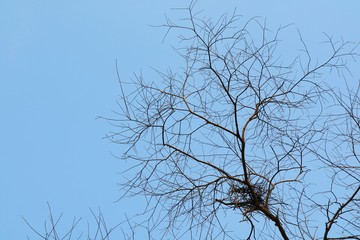 Naked branches of a big tree against clear blue sky  in spring time. Nature background concept.