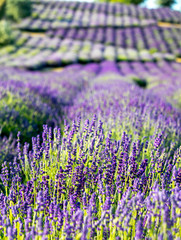 Kwitnące pole Lawendy (Lavandula L. ) o wschodzie słońca © JDziedzic