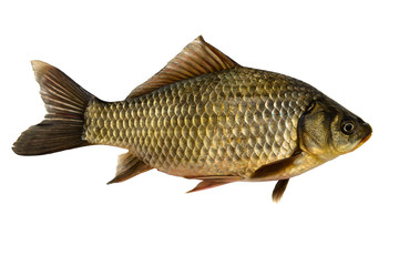 Pattern of crucian on a white background. Isolate