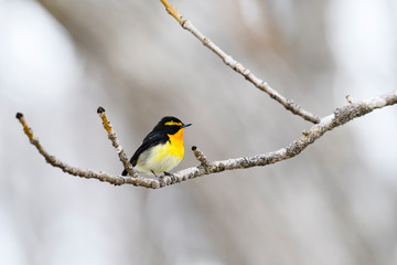 キビタキ雄(Narcissus Flycatcher)