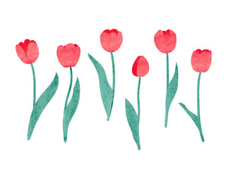Set of watercolor tulip. Vector illustration.