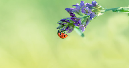 Mariechenkäfer hängt an einer Blume und sucht nach Nahrung