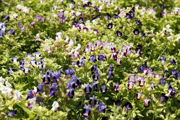 blue flowers in the garden