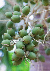 Foxtail palm on the tree at Phatthatlung Thailand.
