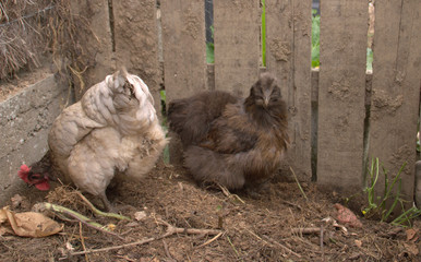 poules sur un tas de compost