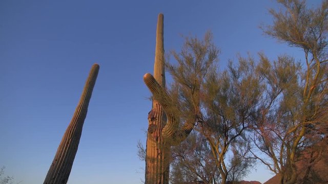 Handheld, low angle, medium close up shot of tall saguaro cacti next to tree brush.