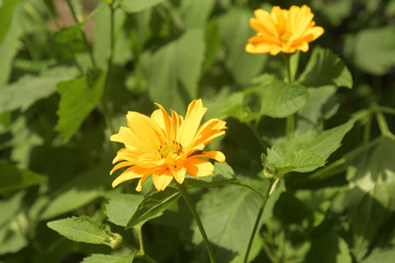 gelbe blüte