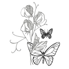 Sweet pea flowers drawing and sketch with line-art on white backgrounds. Floral pattern with flowers of sweet peas. Elegant the template for fabric, paper, postcard. Butterfly.
