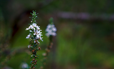 Fototapeta na wymiar White flower with natural blurred background