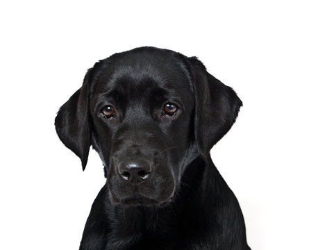 Dog breed black labrador puppy portrait on white background
