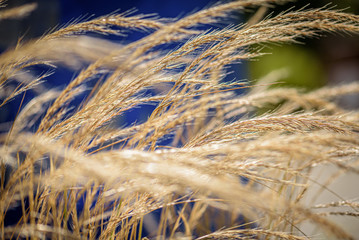 Fototapeta premium Gräser im Wind