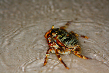 Maldives crab walking at night in the sand