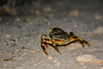 Maldives crab walking at night in the sand