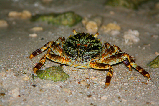 Maldives crab walking at night in the sand