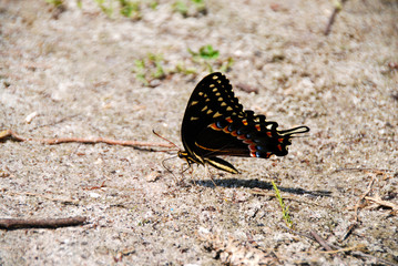 Fototapeta na wymiar black swallowtail grounded