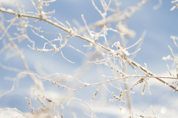 frozen plants in winter