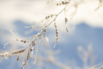 frozen plants in winter
