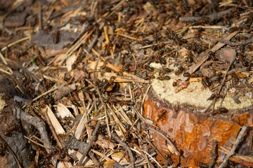 many ants working together