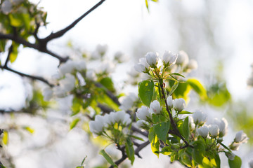 white flowers on the tree