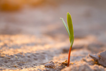 sprout grows in the dessert
