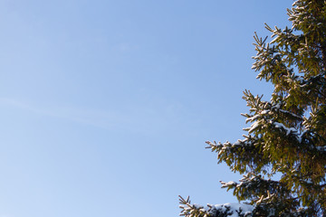 Winter background, close up of frosted pine branch