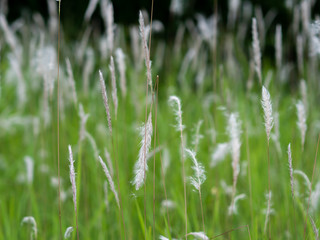 White grass flowers in green pastures, black background