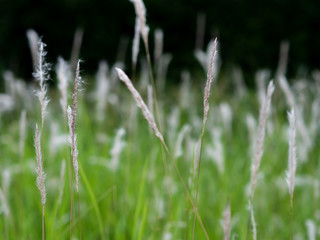 White grass flowers in green pastures, black background