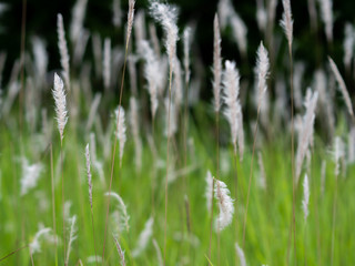 White grass flowers in green pastures, black background