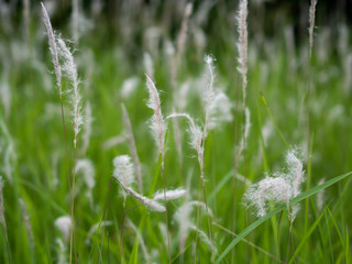 White grass flowers in green pastures, black background