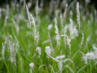 Fototapeta na wymiar White grass flowers in green pastures, black background