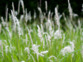 White grass flowers in green pastures, black background